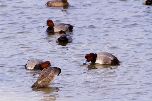 Ducks in native habitat on South Padre Island, TX.