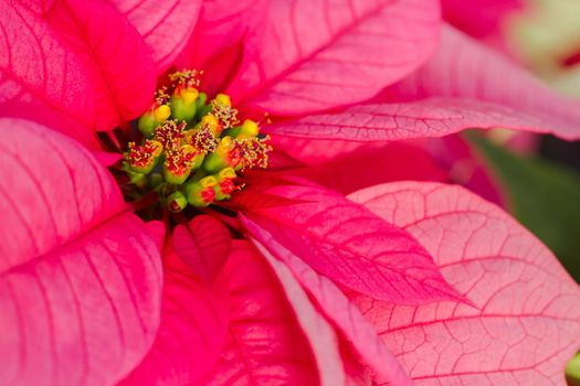 Bright poinsettias for the Christmas/holiday season.