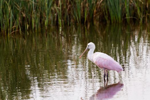 Roseate spoonhill in natural habitat on South Padre Island, TX.