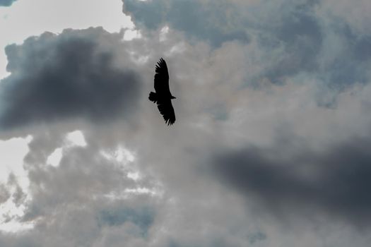 silhouette of a vulture flying in a dark overcast sky