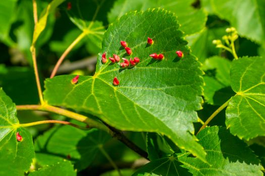 Linden leaves with the lime gall mite, Eriophyes tiliae. Closeup photograph of a linden leaf affected by Eriophyes tiliae galls. High quality photo