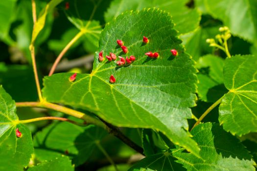 Linden leaves with the lime gall mite, Eriophyes tiliae. Closeup photograph of a linden leaf affected by Eriophyes tiliae galls. High quality photo