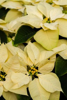 Bright poinsettias for the Christmas/holiday season.