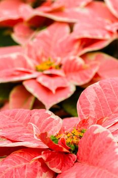 Bright poinsettias for the Christmas/holiday season.