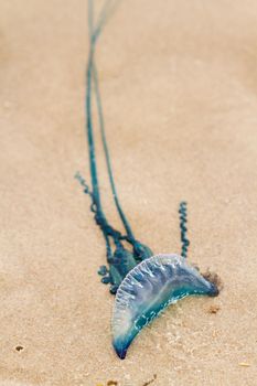 Portuguese Man O War Jellyfish on the beach of South padre, TX.