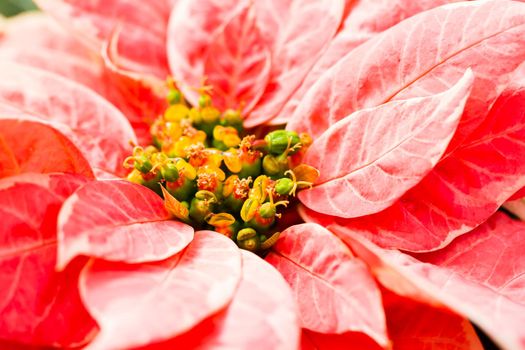 Bright poinsettias for the Christmas/holiday season.