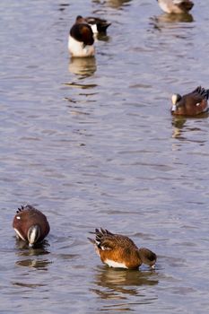 Redhead ducks in natural habitat on South Padre Island, TX.