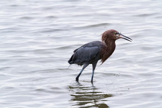 Raddish heron in native habitat on South Padre Island, TX.