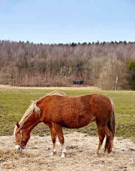 Beautiful brown horse outdoors in the daytime.