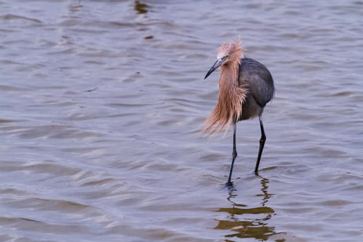 Reddish heron in natural habitat on South Padre Island, TX.