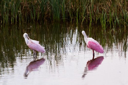 Roseate spoonhill in natural habitat on South Padre Island, TX.