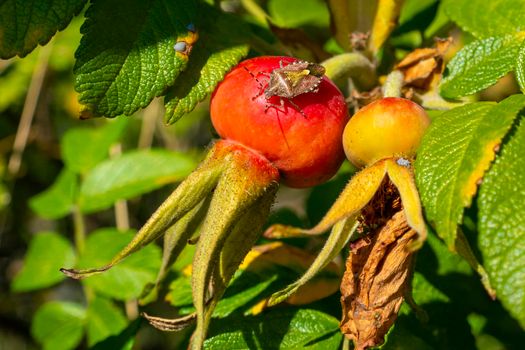 Adult Stink Bug of the Tribe Carpocorini on rosehip fruits. High quality photo