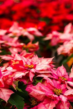 Bright poinsettias for the Christmas/holiday season.