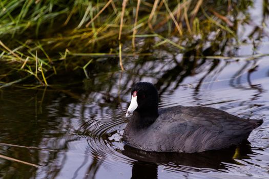 Common moorhen in natural habitat on South Padre Island, TX.