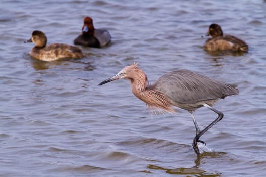 Reddish heron in natural habitat on South Padre Island, TX.