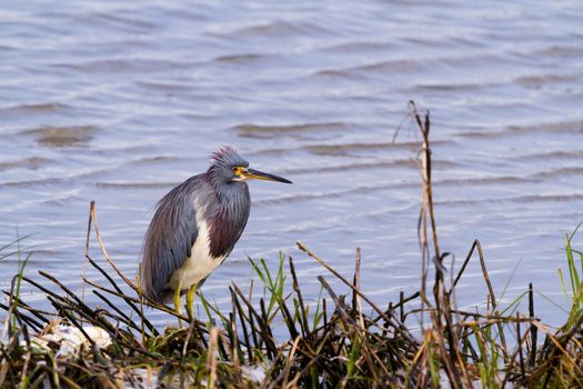 Tri colored heron in natural habitat on South Padre Island, TX.