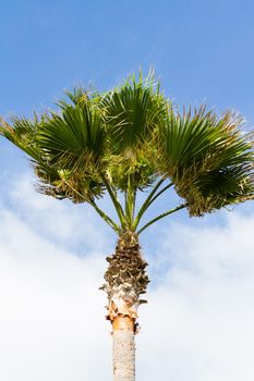 One palm with blue sky background.