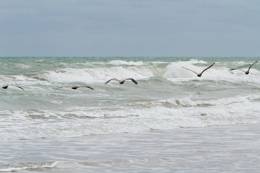 Brown pelicans near the shore of South Padre island, TX.