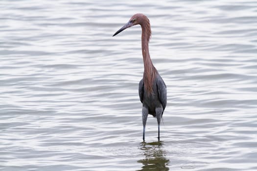 Raddish heron in native habitat on South Padre Island, TX.