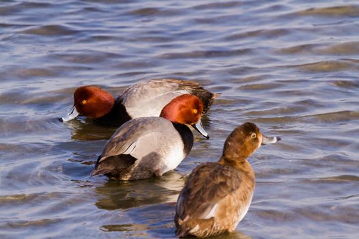 Redhead ducks in natural habitat on South Padre Island, TX.