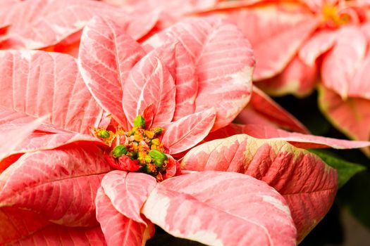 Bright poinsettias for the Christmas/holiday season.