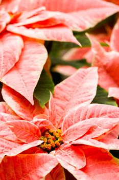 Bright poinsettias for the Christmas/holiday season.