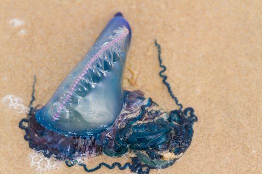 Portuguese Man O War Jellyfish on the beach of South padre, TX.