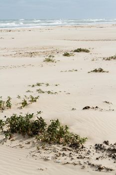 Coastal dunes of South Padre Island, TX.