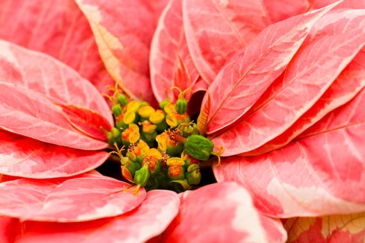 Bright poinsettias for the Christmas/holiday season.