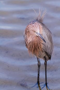 Reddish heron in natural habitat on South Padre Island, TX.