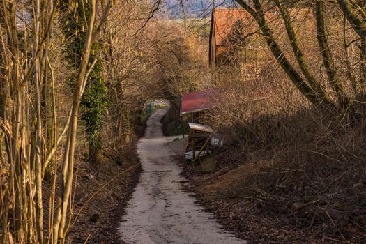 A steep dirt road is lined with trees, bushes and isolated houses