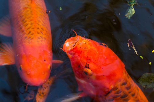 large koi in the koi pont of Alamo.