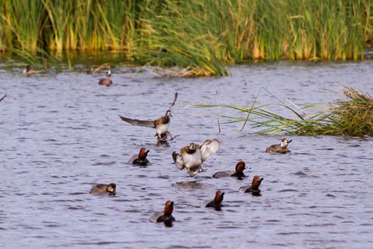 Redhead ducks in natural habitat on South Padre Island, TX.