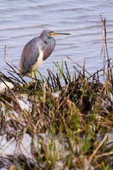 Tri colored heron in natural habitat on South Padre Island, TX.