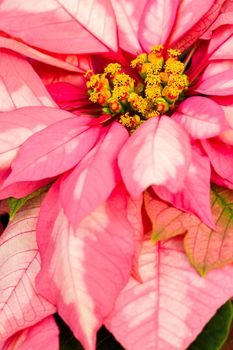 Bright poinsettias for the Christmas/holiday season.