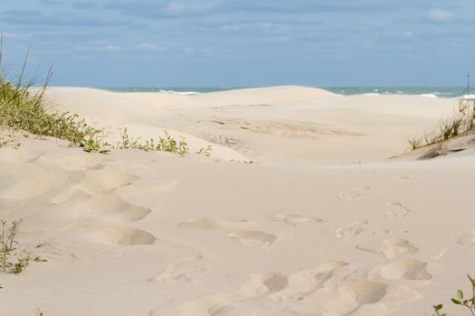 Coastal dunes of South Padre Island, TX.