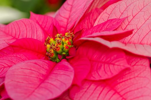 Bright poinsettias for the Christmas/holiday season.