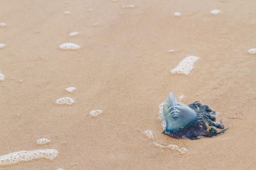 Portuguese Man O War Jellyfish on the beach of South padre, TX.