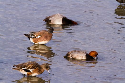 Redhead ducks in natural habitat on South Padre Island, TX.