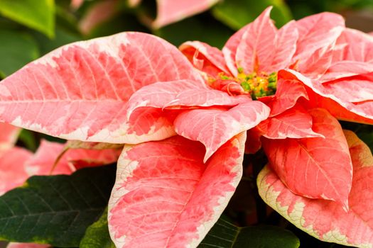 Bright poinsettias for the Christmas/holiday season.