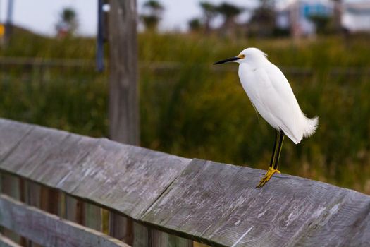 Snowy egret in natural habitat on South Padre Island, TX.