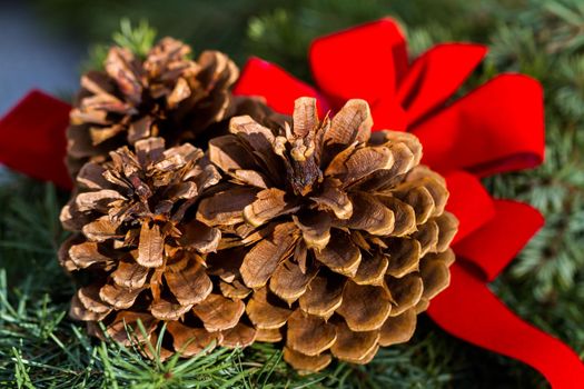 Pine cones on evergreen branches.