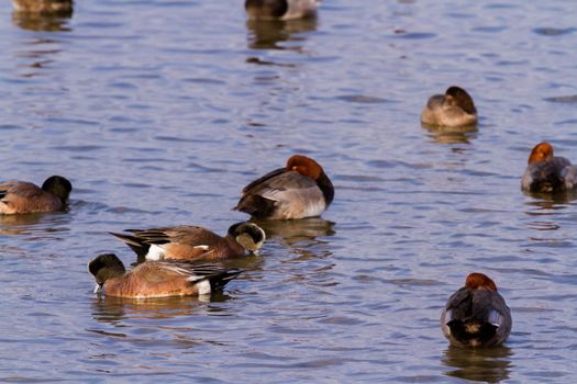 Redhead ducks in natural habitat on South Padre Island, TX.