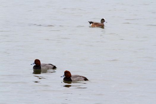 Redhead ducks in native habitat on South Padre Island, TX.