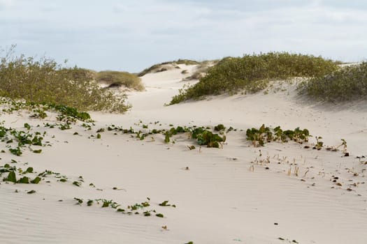 Coastal dunes of South Padre Island, TX.