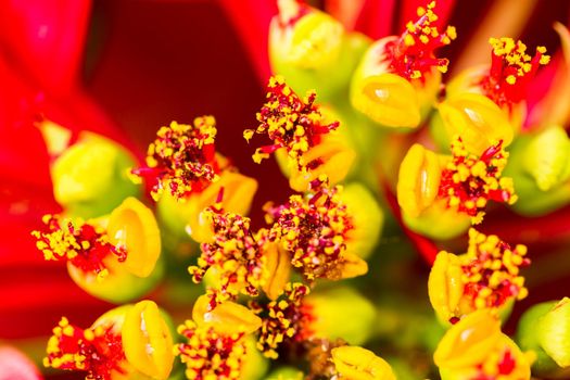 Bright poinsettias for the Christmas/holiday season.