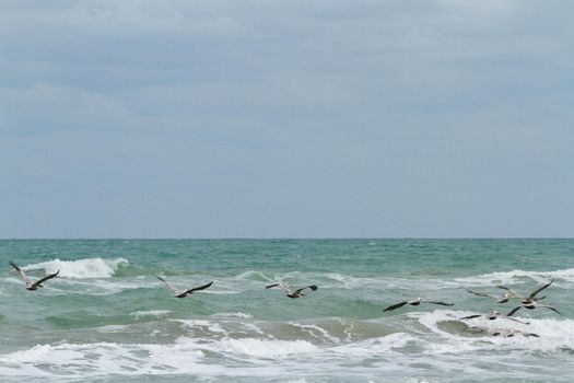 Brown pelicans near the shore of South Padre island, TX.