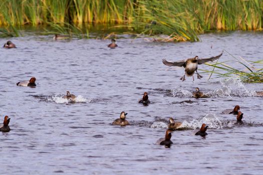 Redhead ducks in natural habitat on South Padre Island, TX.