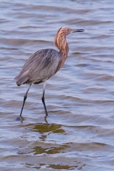 Reddish heron in natural habitat on South Padre Island, TX.