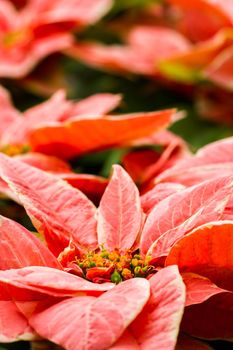 Bright poinsettias for the Christmas/holiday season.